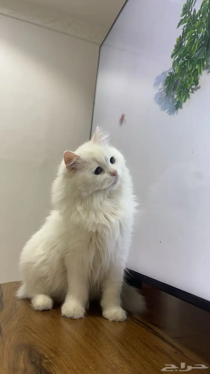 قطو مره جميل 0