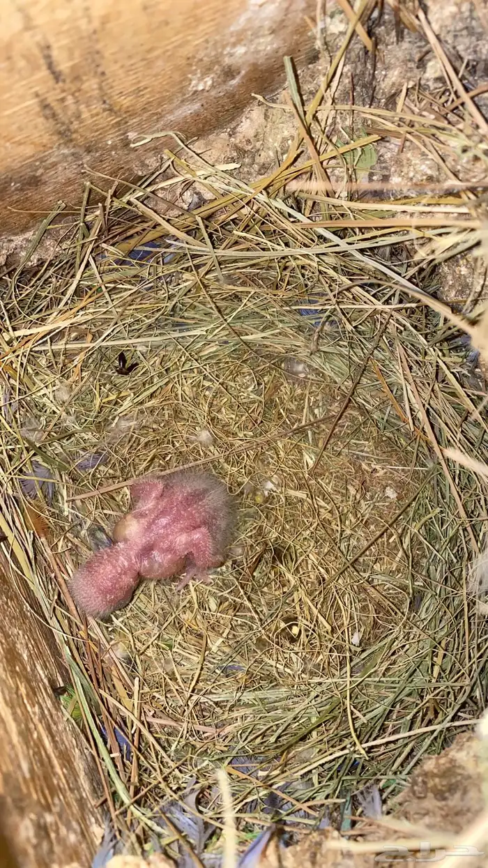 جوز روز معه فرخه 2