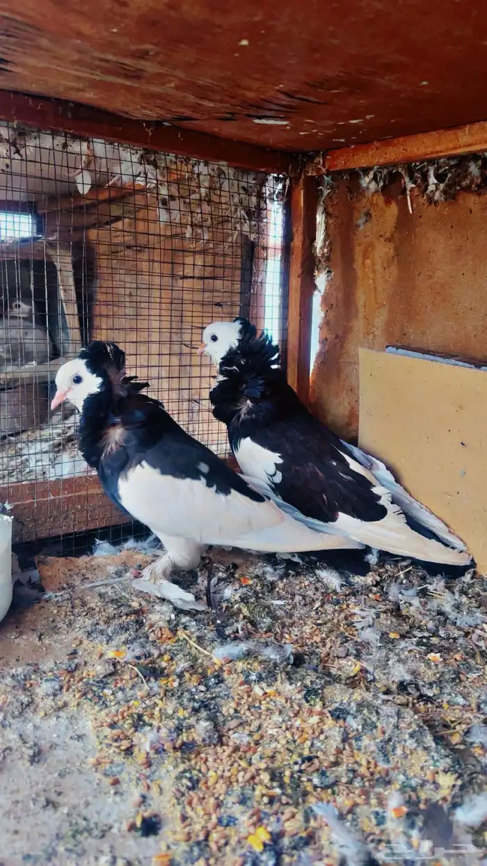 زوج بلجيكي طقم 1