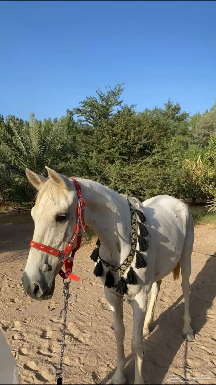 خيل وفرس للبيع 1