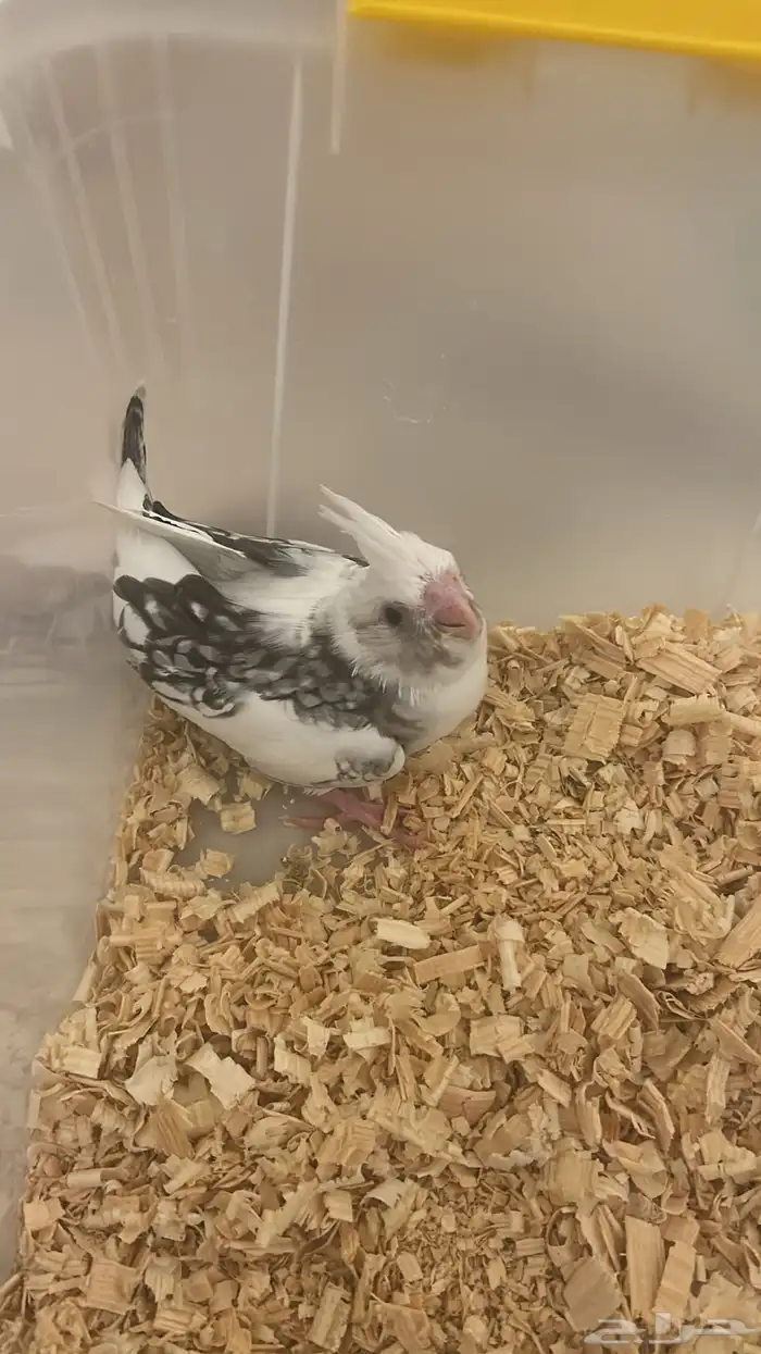 للبيع فرخ كروان 1