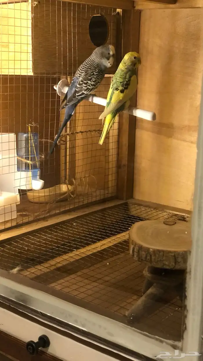 أقفاص ولوازم طيور للبيع بسعر رخيص 0