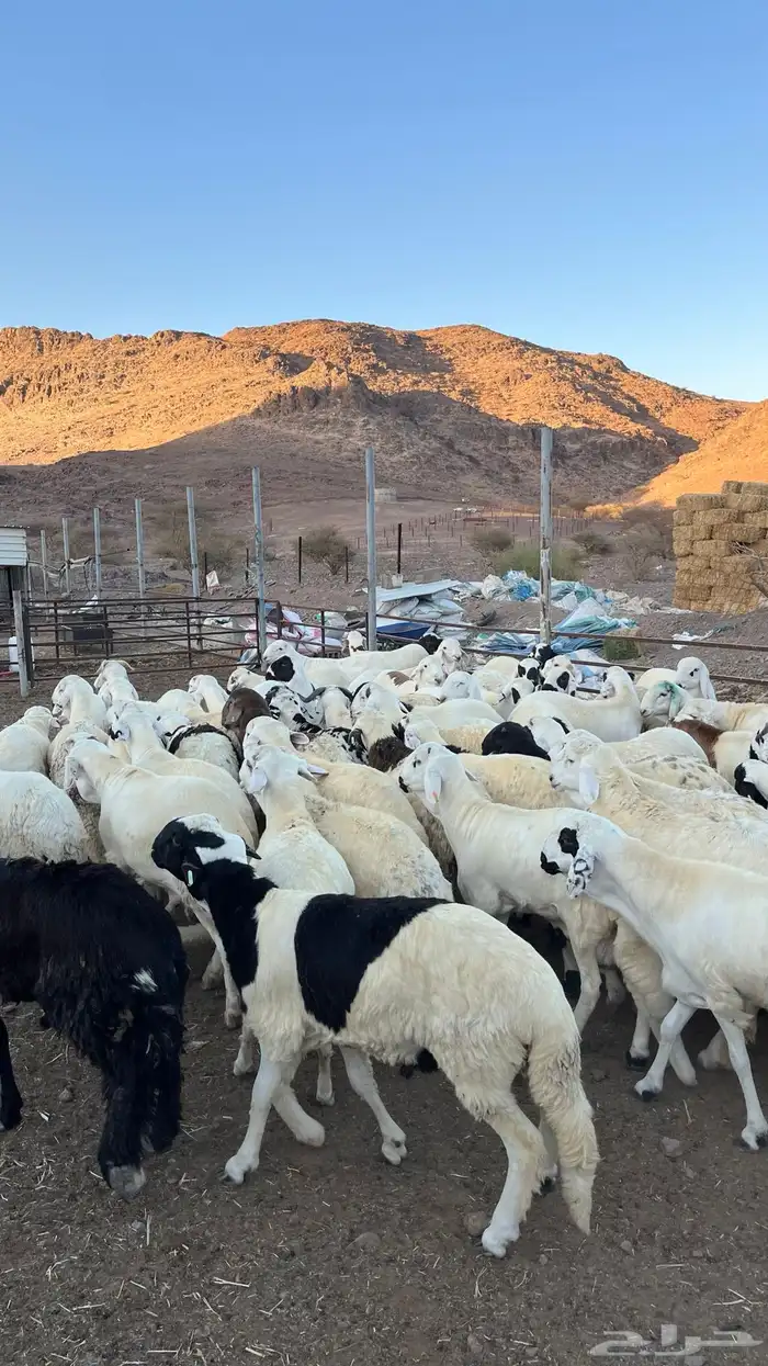 طليان سواكن شبيه الحري مرابى جادعان 4