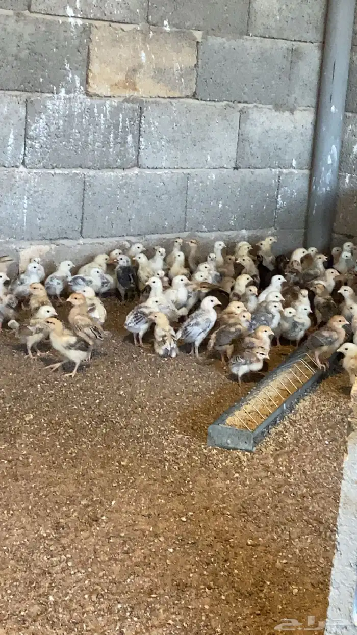 صوص دجاج بلدي 1