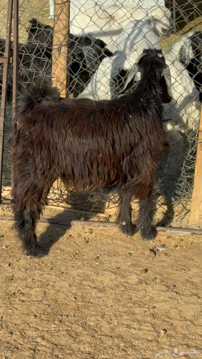 تيوس وجفار ذبايح 4