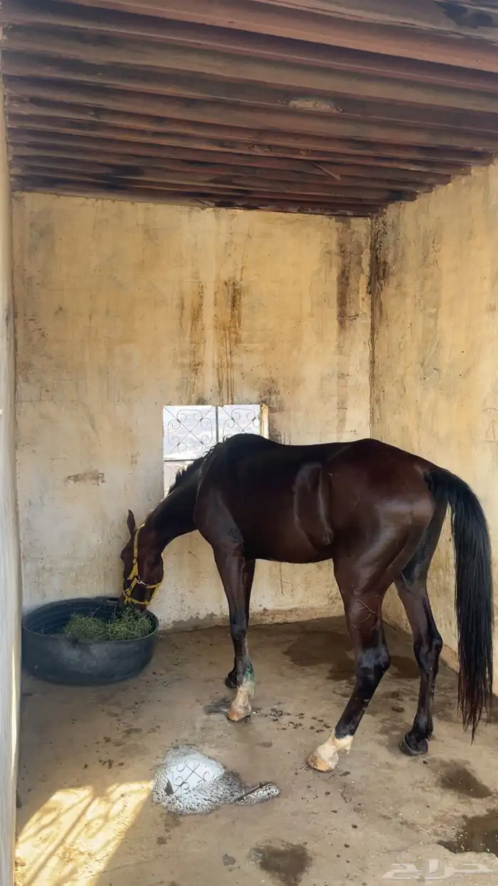 حصان للبيع . 2