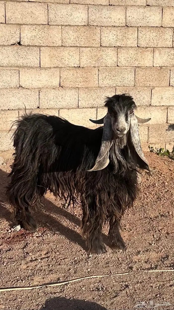 للبيع تيس معرف 2