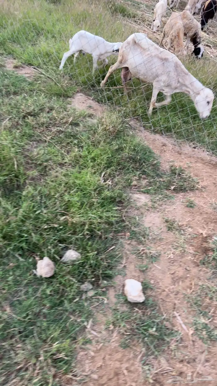 نعجه معاها فرير عمر شهرين 3