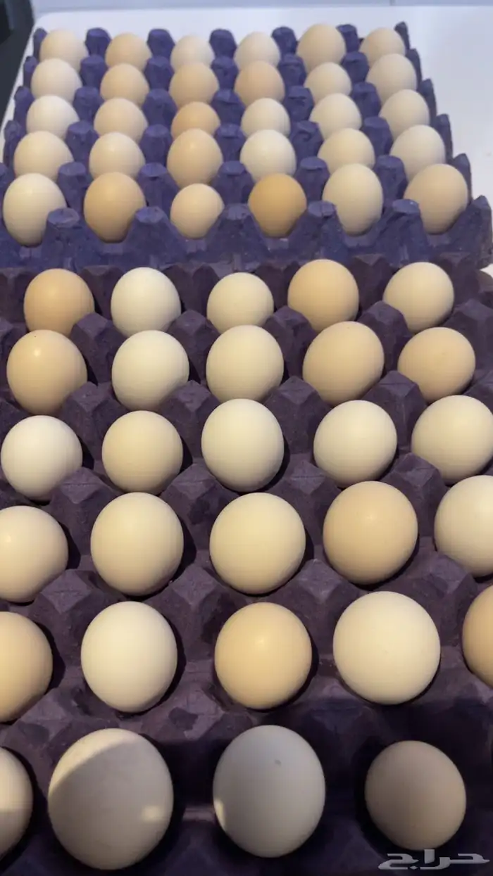 بيض بلدي للاكل تجميع يومي بحره -حداء-الجموم 0