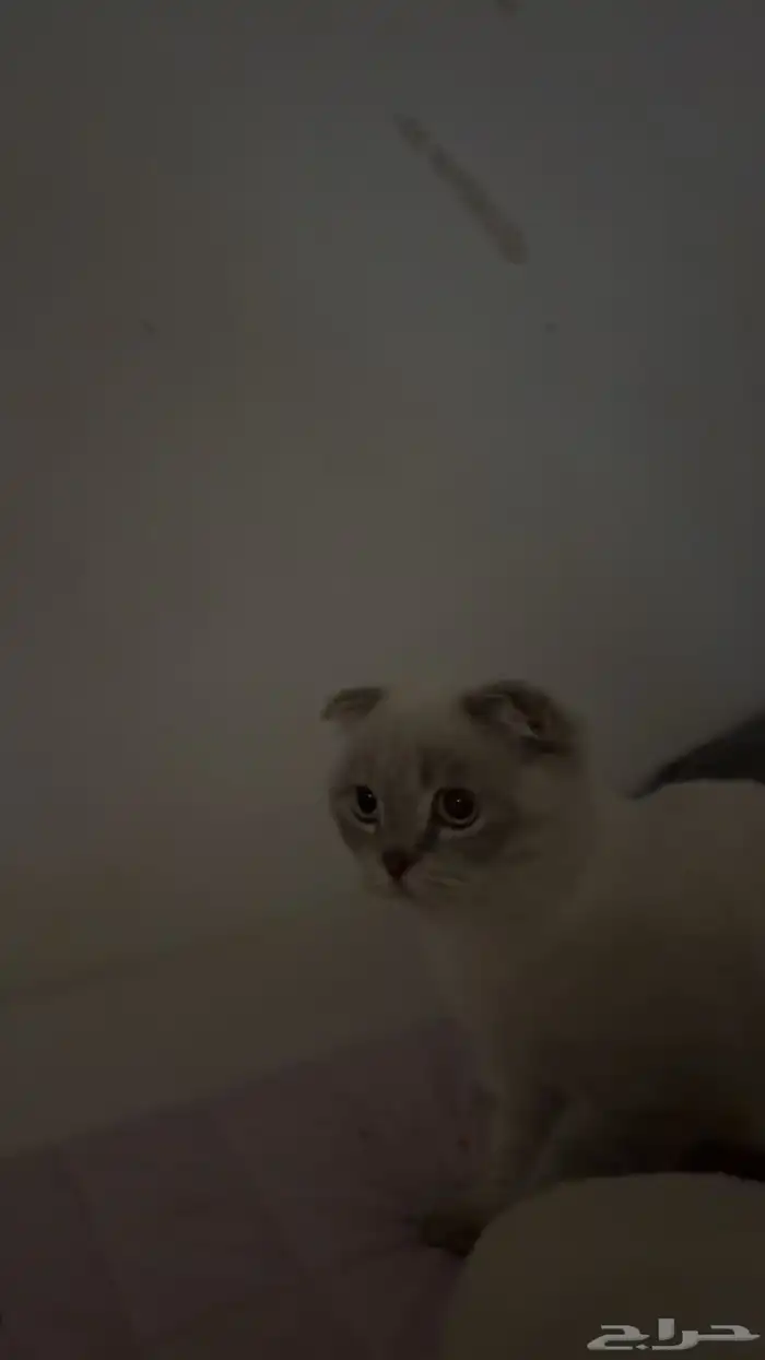 قطوه للبيع سكوتش فولد 2