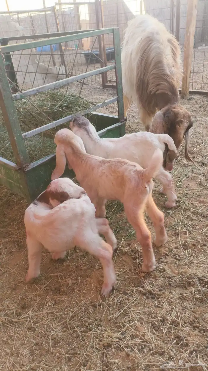 عنز تحتها 3 تيوس 1