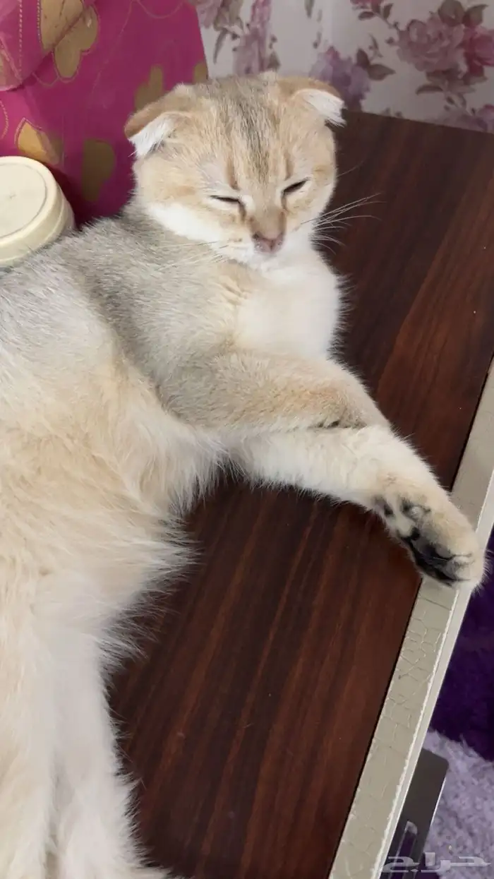 قط طالب تزواج 1