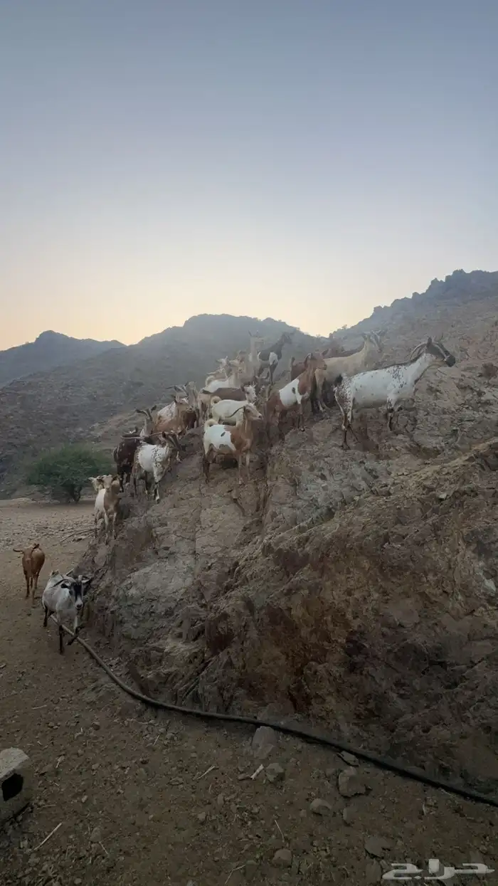 معزا مقاني دفع 2