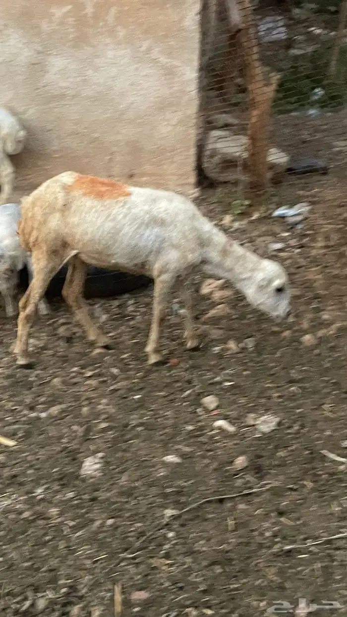 رخل للبيع على السوم 1