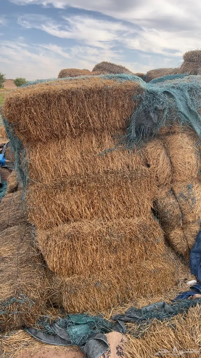 ذرة جيزانية وتبن قمح 0