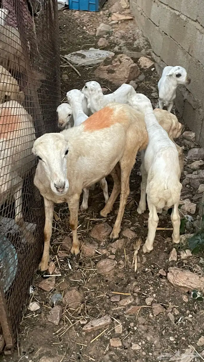 رخل للبيع على السوم 6