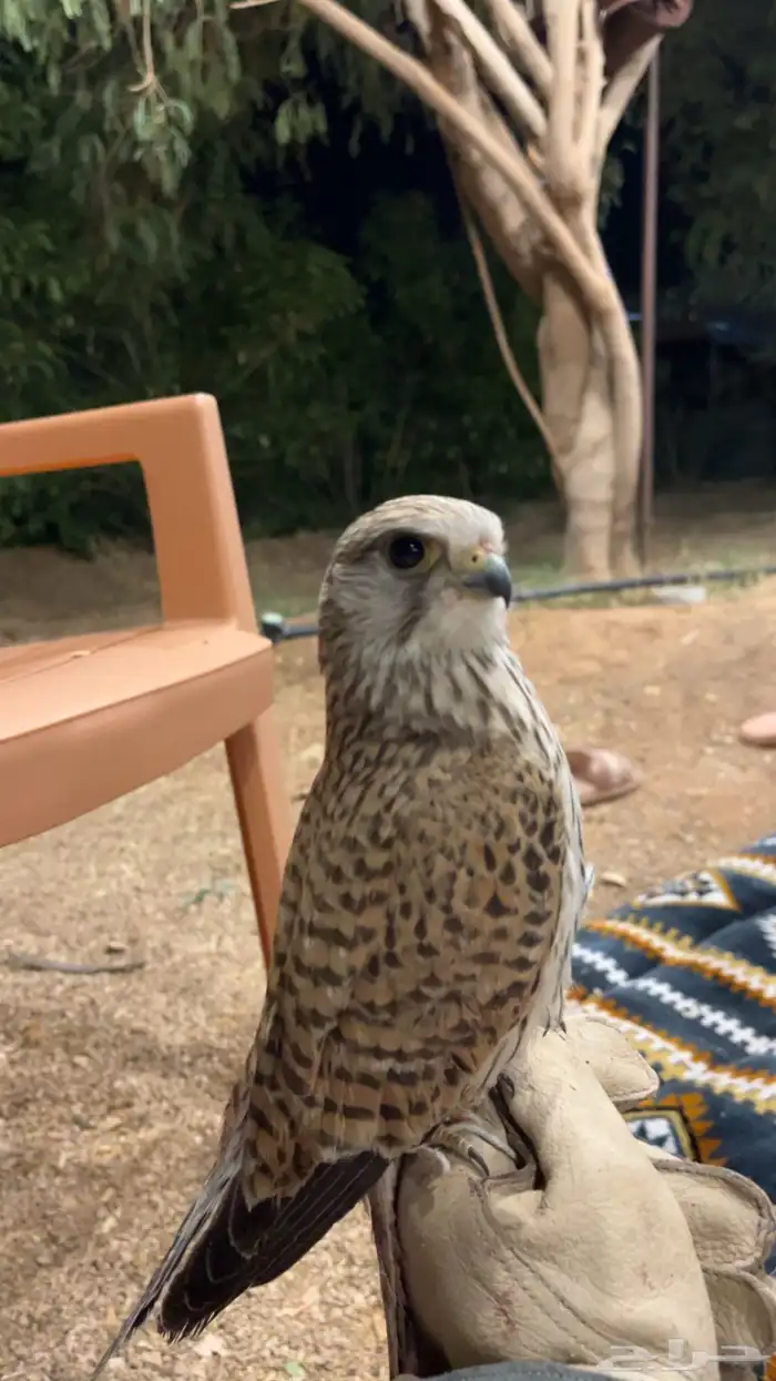 شبوط من اطيب الانواع 1