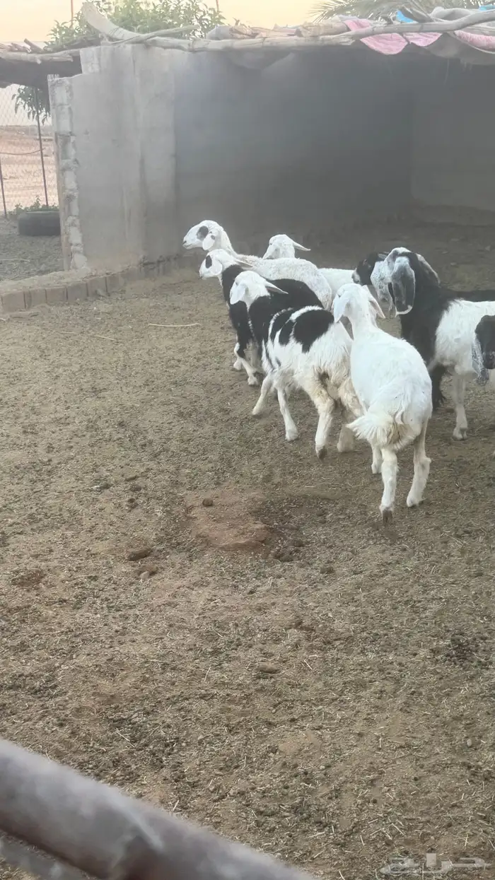 رخال طيبات للبيع 4