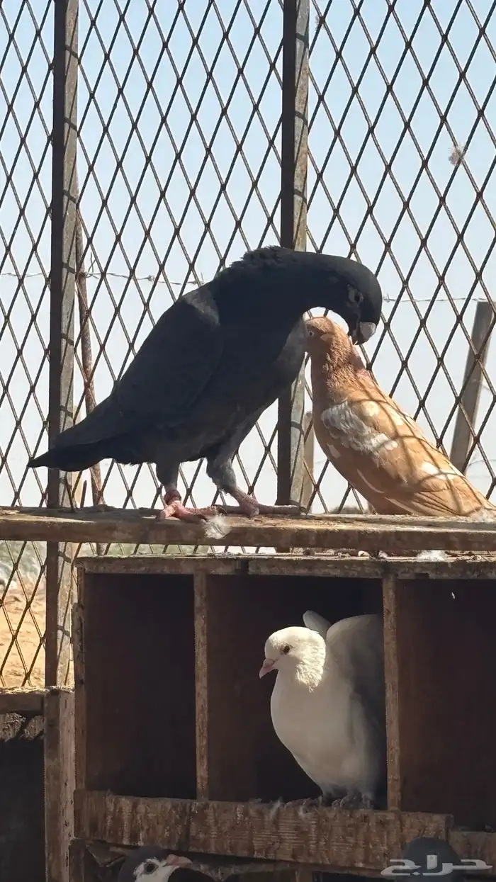 حمام زينه للبيع 5