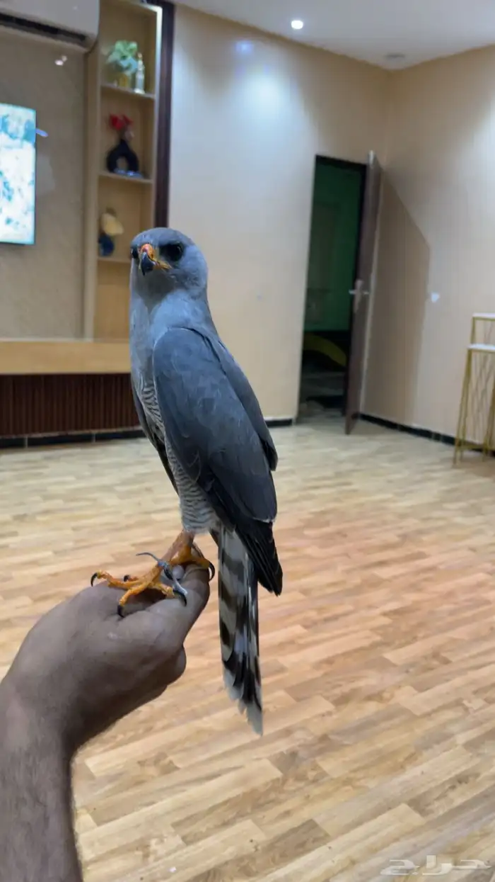 باز للب يع 13