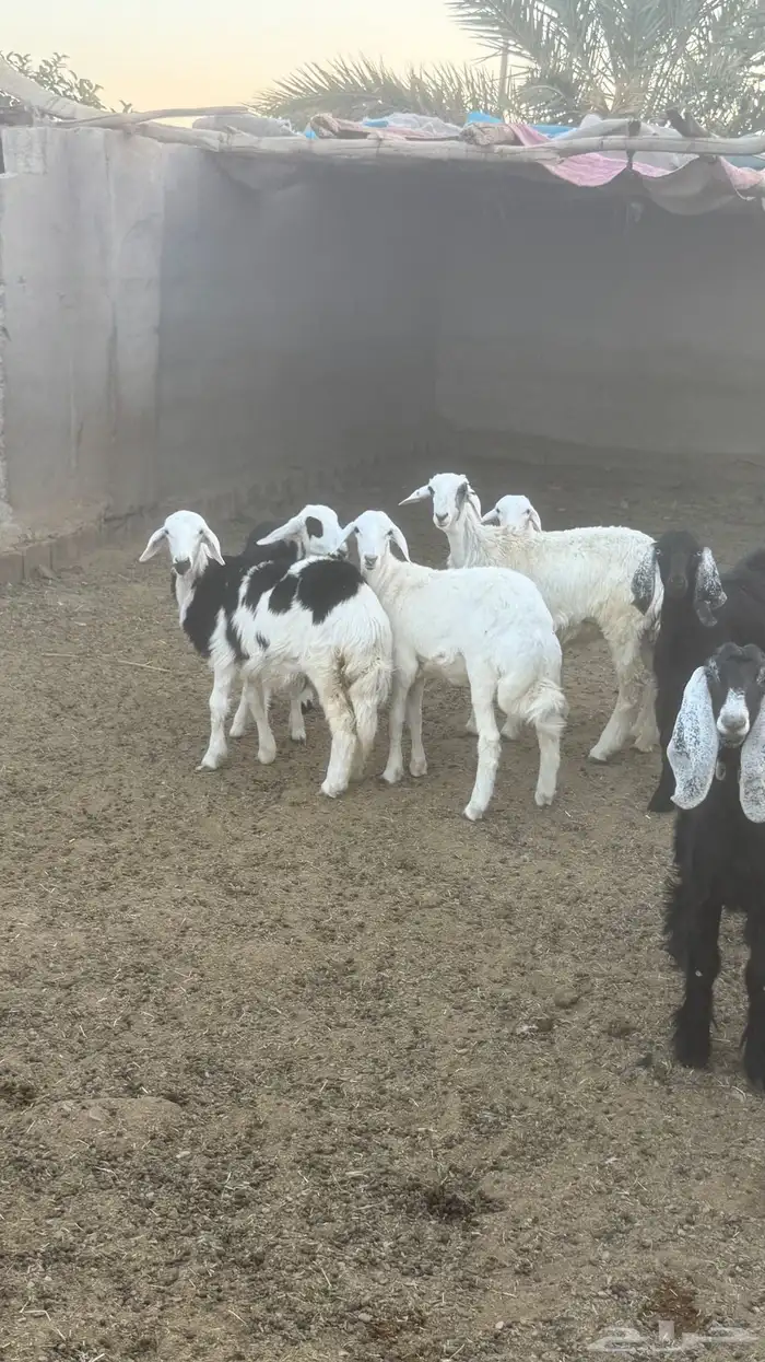 رخال طيبات للبيع 5