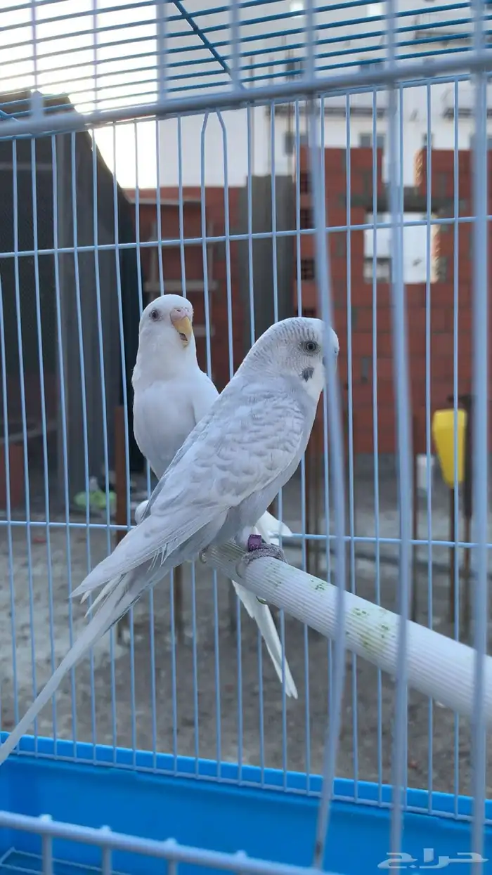 جوز بادجي طفره ( لأهل النوادر ) ( تم البيع ) 1