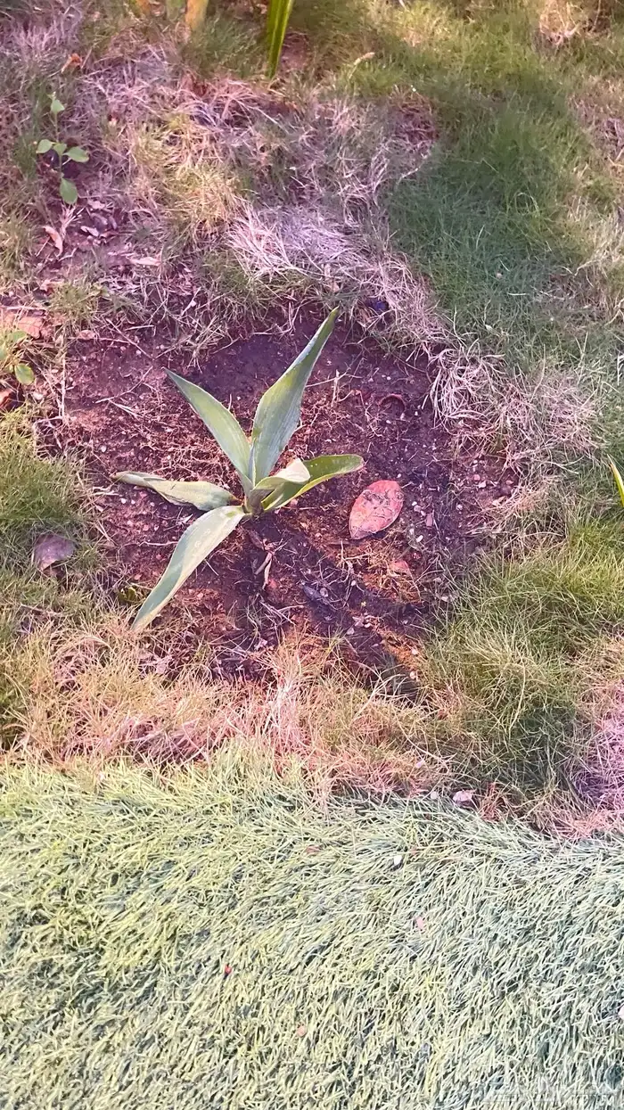 زرع للحديقه بأسعار تبدأ من 5 ريال 9