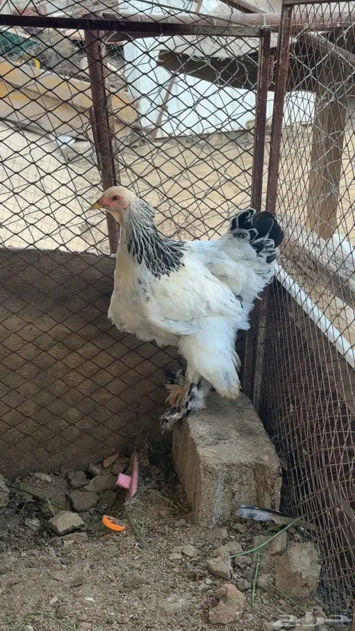 دجاج براهم 0