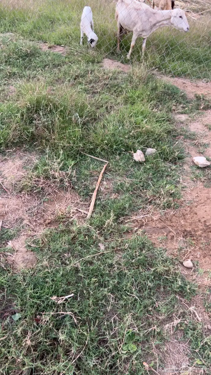 نعجه معاها فرير عمر شهرين 2