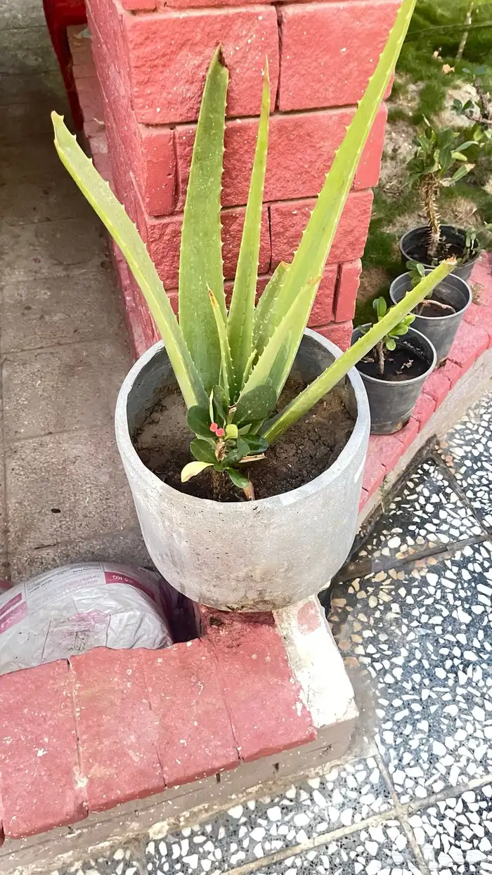 زرع للحديقه بأسعار تبدأ من 5 ريال 0