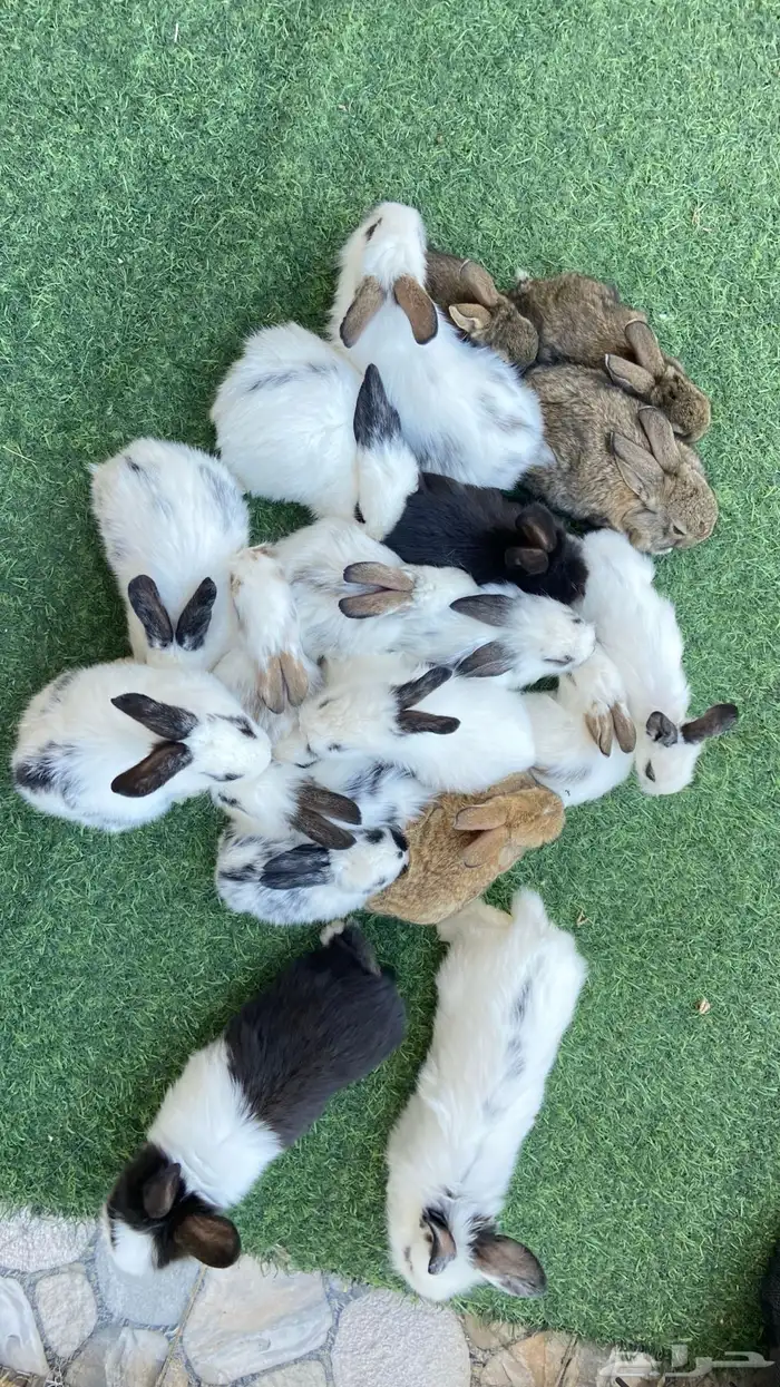 ارانب بابيون وايطالي صغار للبيع 0