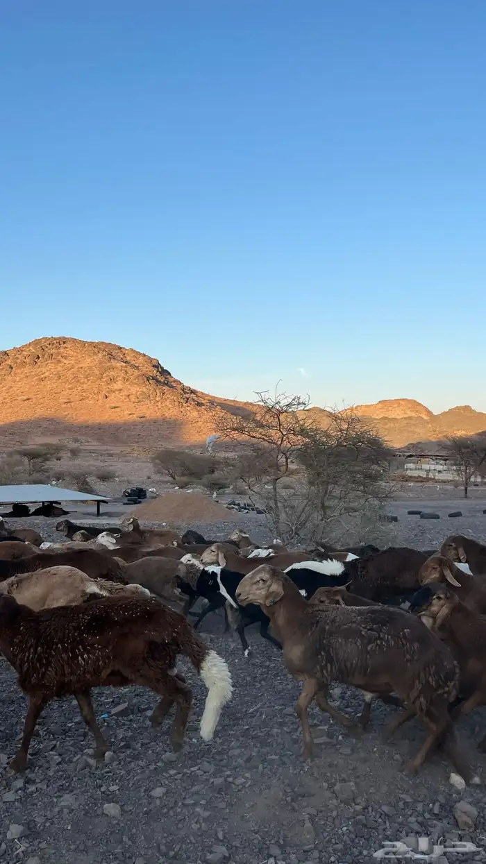 طليان سواكن حمري جادعان مرابى 8