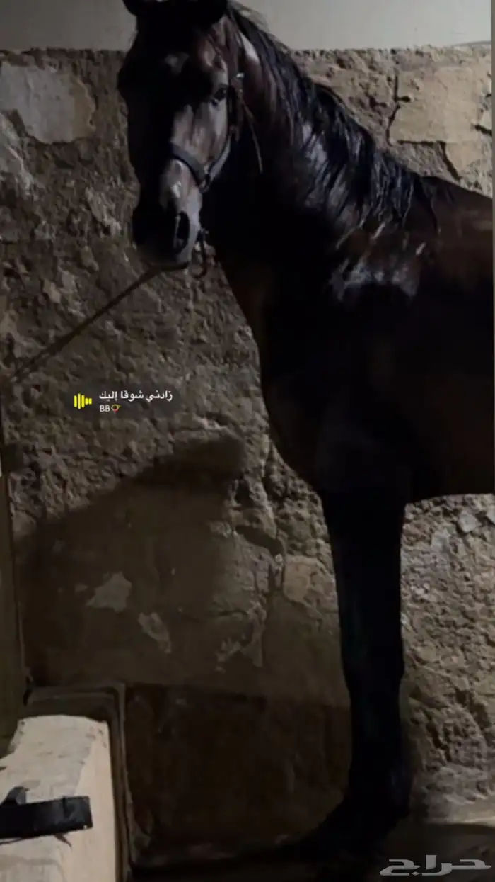 حصان شعبي شيخ 4