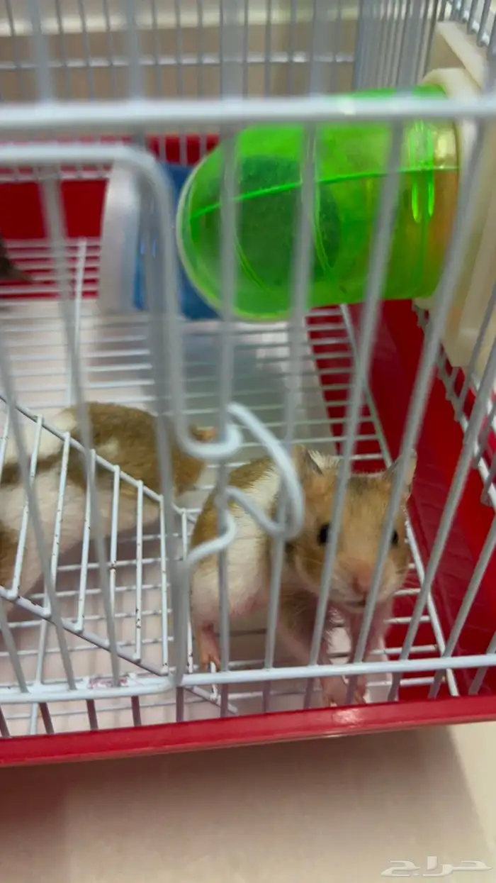 زوج هامستر و اربعة صغار 3