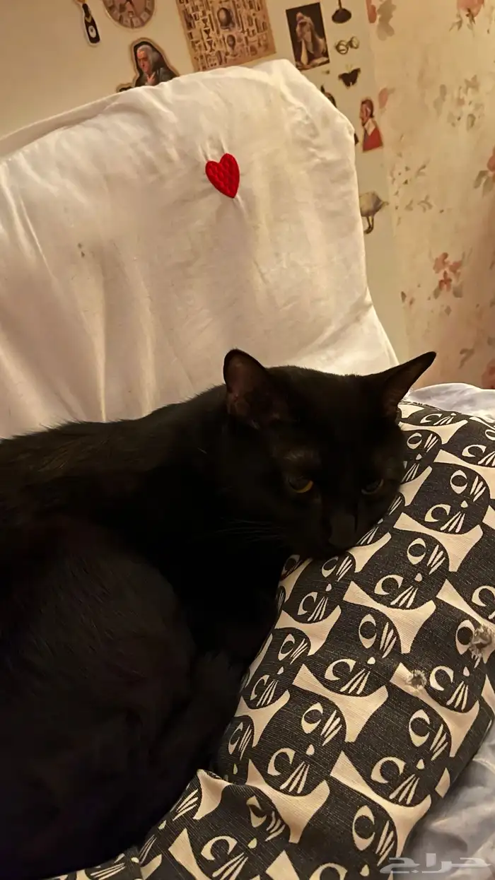 قطط للتبني 0