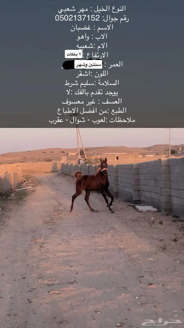 للتواصل واتس 0