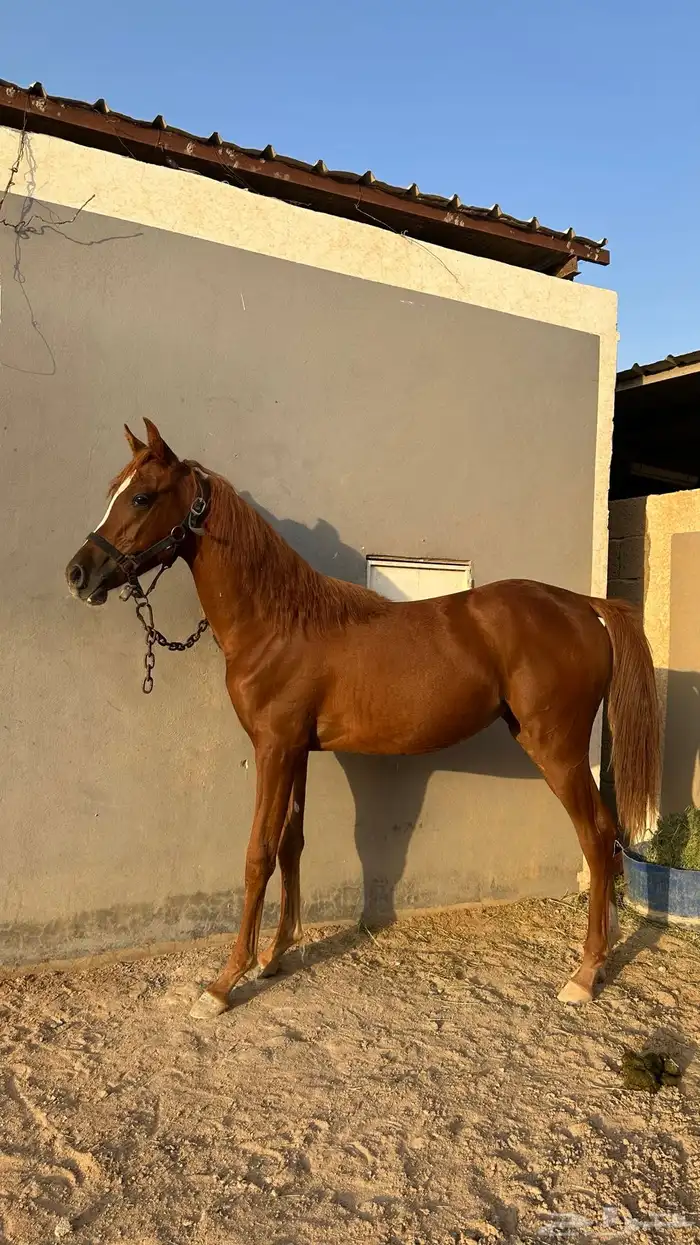 فرس شعبيه معه مهره عمرها 11 شهر 1