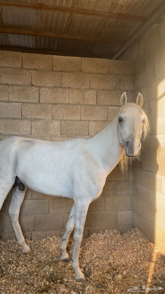 حصان شعبي فاخرر 21