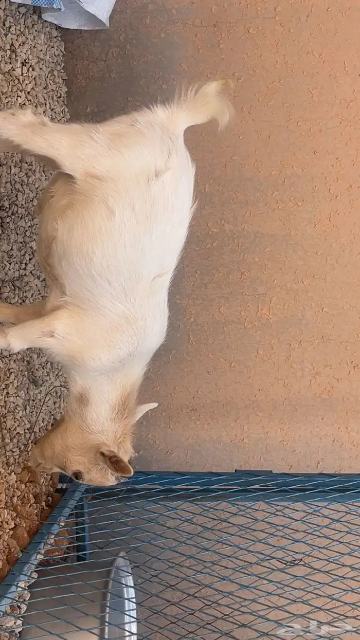 للبيع اقزام 2