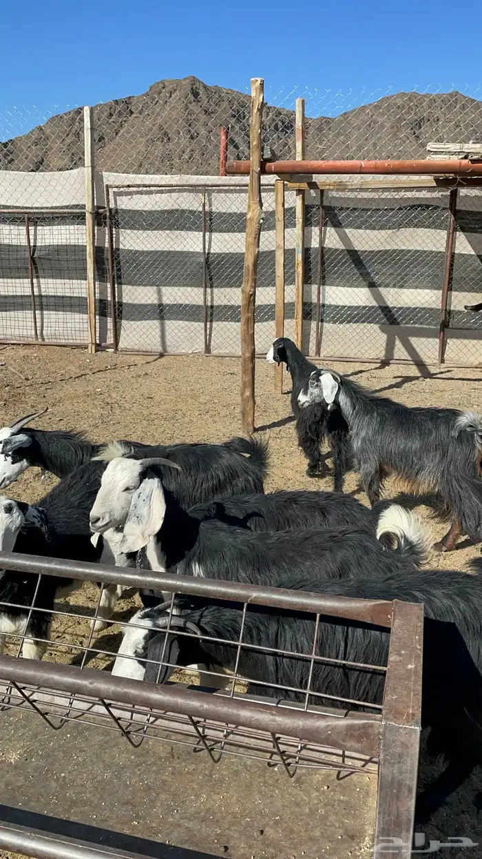 جفار ذبايح او مقنوي طيبه بالحيل( تم البيع ) 9