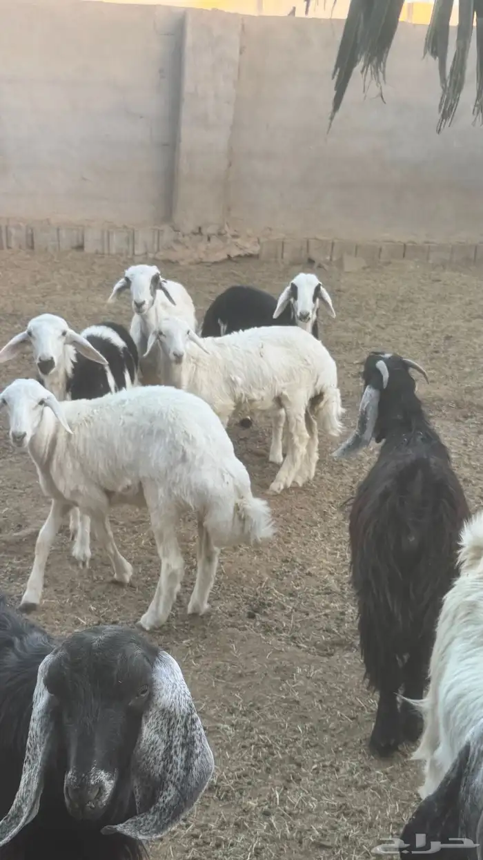 رخال طيبات للبيع 10