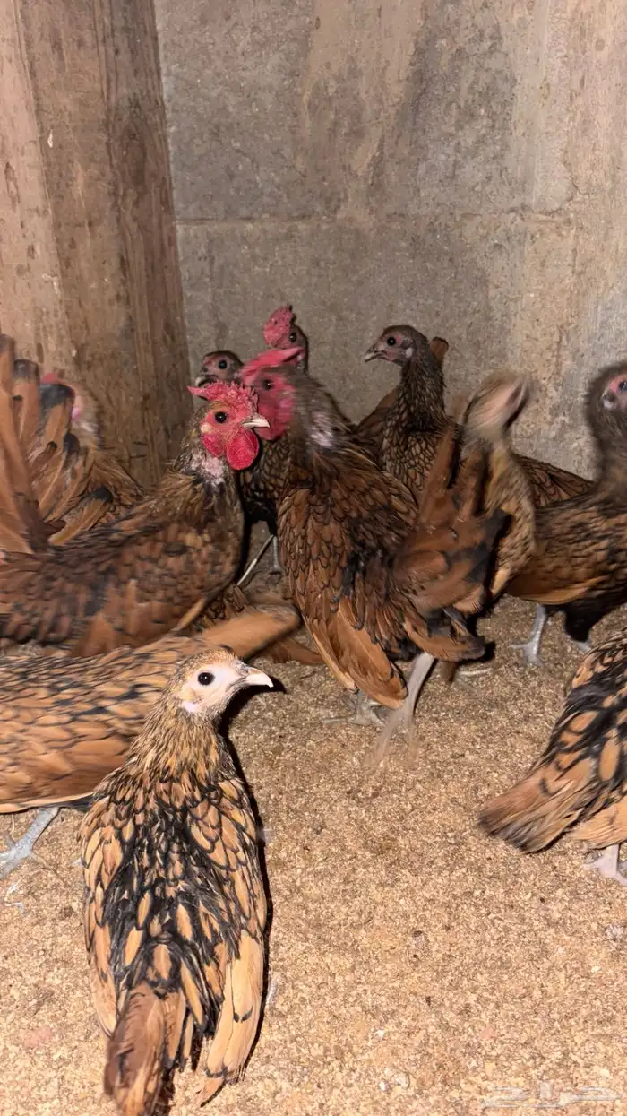 دجاج سبرايت 2