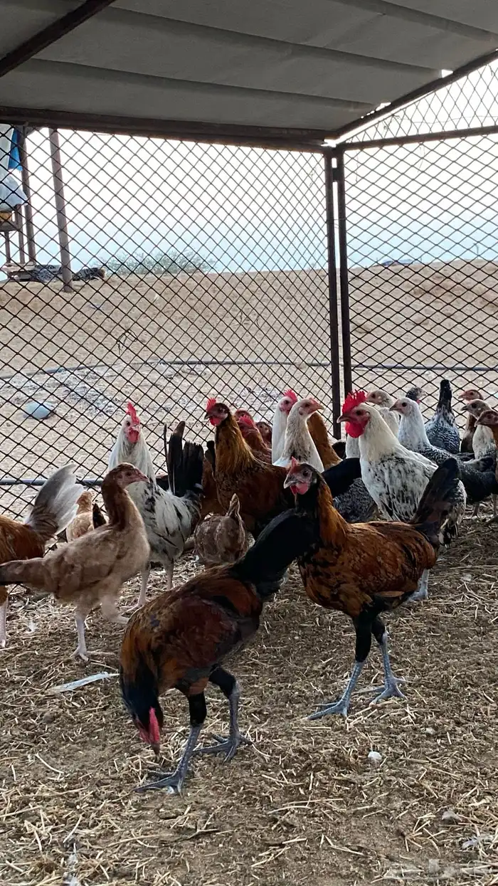 فروخ بلدي القنفذه 0