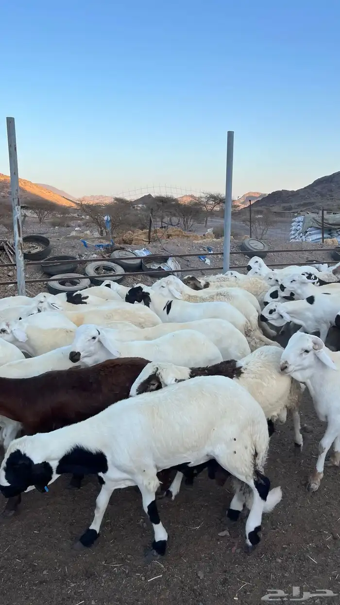 طليان سواكن شبيه الحري مرابى جادعان 29