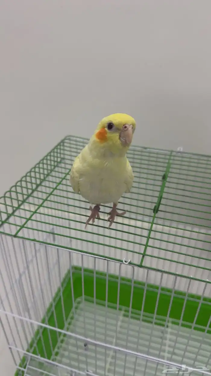 كروان لاتينو اليييف جدا 0