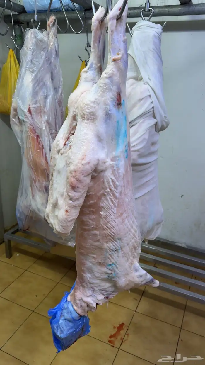 نعيمي بلدي جبر 0