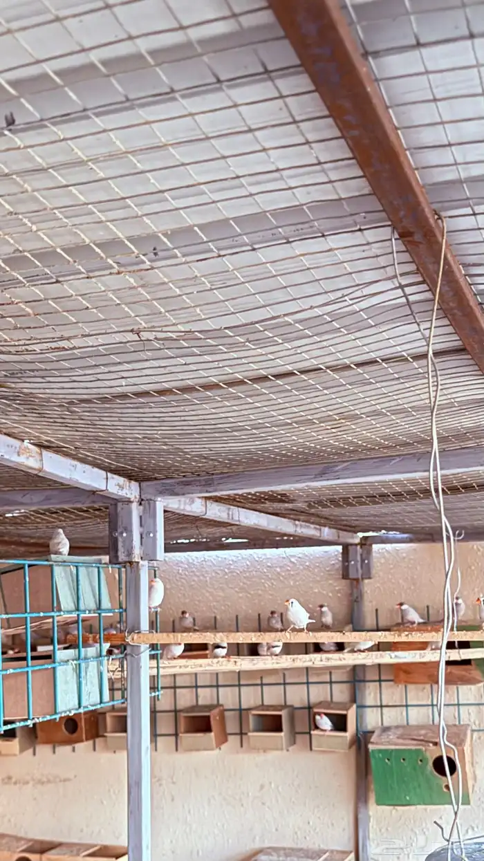 اجواز زيبرا 3