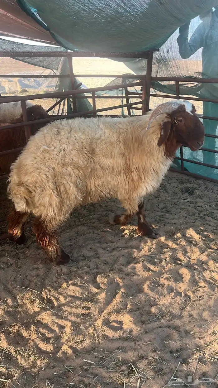 خروف نعيمي 1