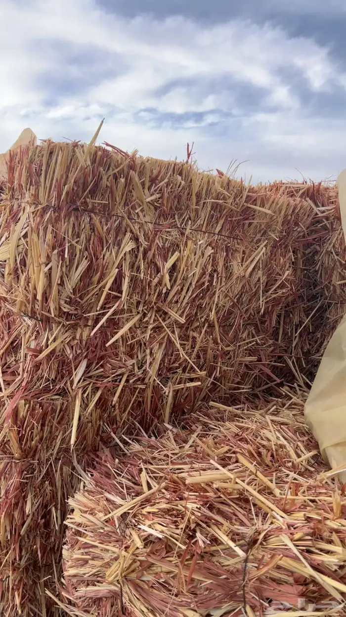 ذرة جيزانية وتبن قمح 2