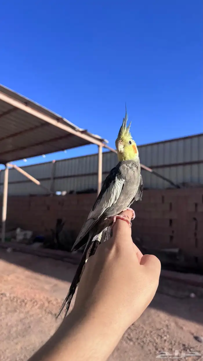 كروان ذكر بدايات كلام 3